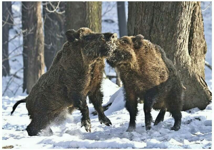 Случка свиней
