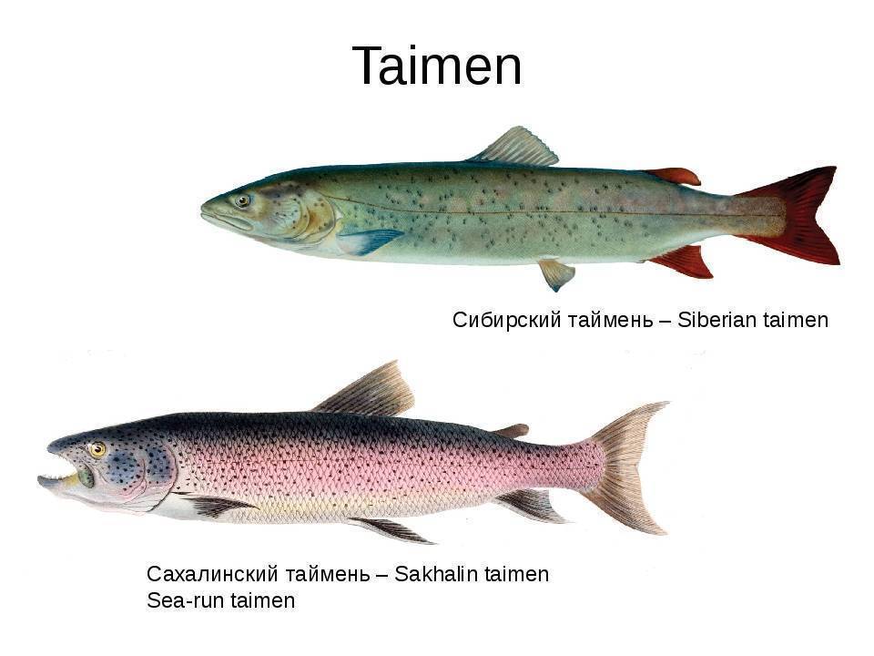 Таймень рыба фото описание цвет мяса ⋆ онлайн-журнал для женщин