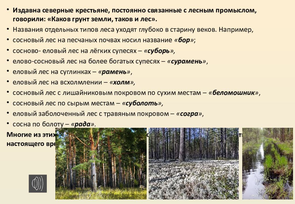 Виды лесов | какие виды лесов существуют в россии и мире