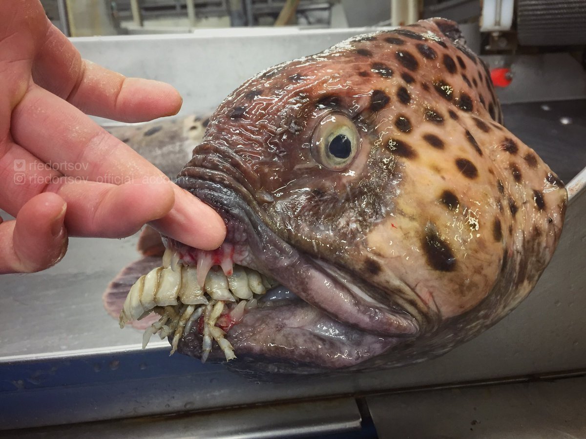 Нетопырь короткорылый рыба с красными губами, которая ходит по дну на грудных плавниках. как считалось ранее, губы необходимы для привлечения морских обитателей, которыми питается нетопырь.
