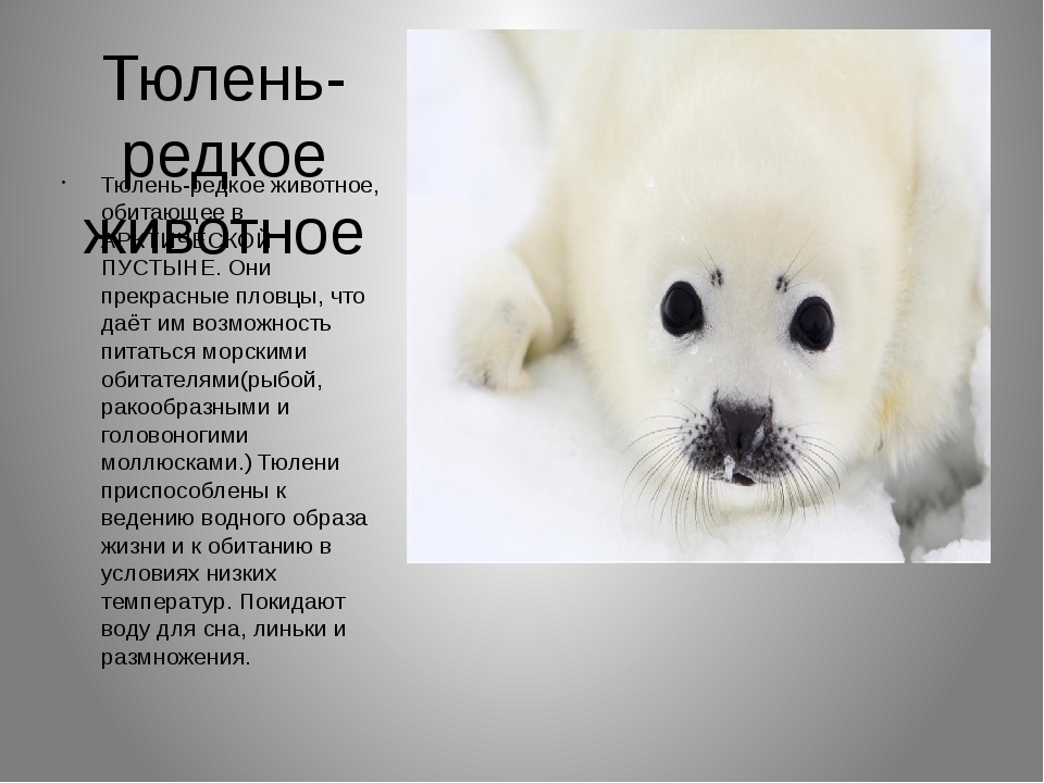 Описание гренландского тюленя из красной книги