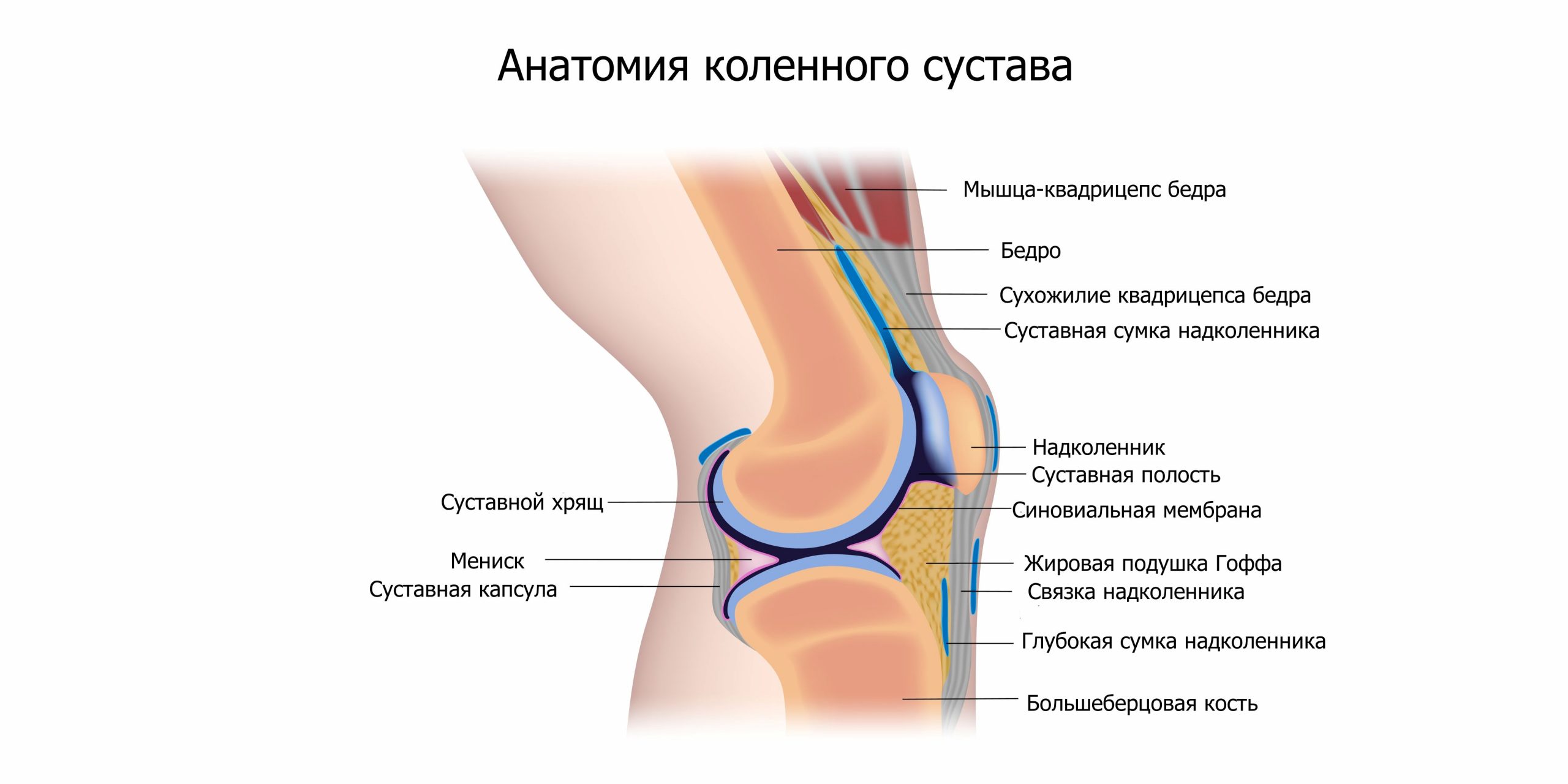 Жировое тело коленного сустава анатомия