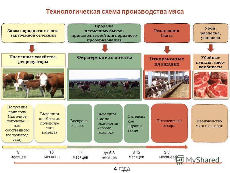 Эффективность сельскохозяйственных предприятий. Технология выращивания КРС схема. Производственный процесс выращивания крупного рогатого скота. Крестьянское фермерское хозяйство. Продукция животноводства схема.