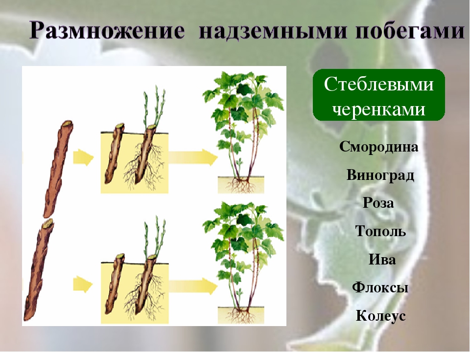 Пример процесса иллюстрирующего размножение у растений. Вегетативное размножение черенками. Вегетативное размножение стеблевыми черенками. Вегетативное размножение тополя. Отводки вегетативное размножение.