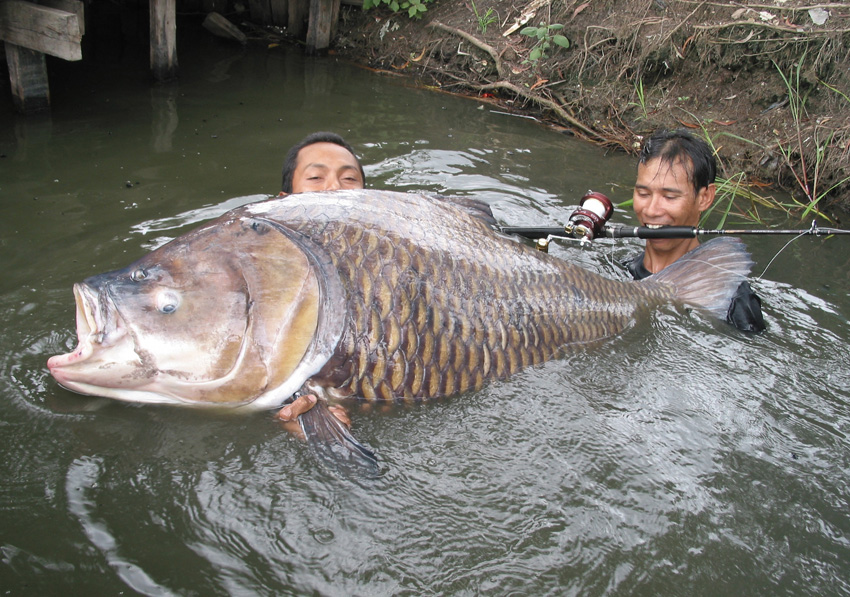 Топ-10 самых крупных рыб в мире: фото, названия