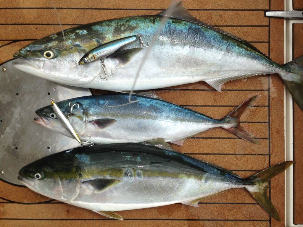 Рыба желтохвост (лакедра): пищевая ценность, бжу, витамины и химический состав