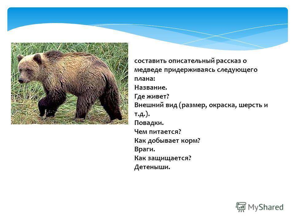 Описание медведя по плану. Морфологическое описание медведя. К какому семейству относится медведь. Тело медведя описание. Кадьяк (медведь) где обитает.