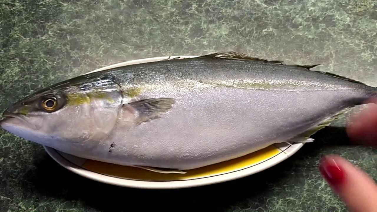 Лакедра рыба. описание, особенности, образ жизни и среда обитания лакедры