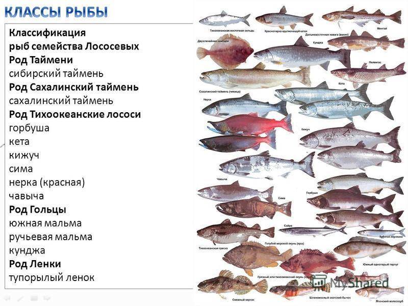 Рыба нельма – ценный вид хищной рыбы, обитающей в ледяных водах