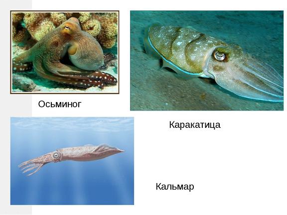 Осьминог кальмар каракатица. Кальмар каракатица. Каракатица и осьминог. Каракатица и кальмар разница. Морские головоногие представители.
