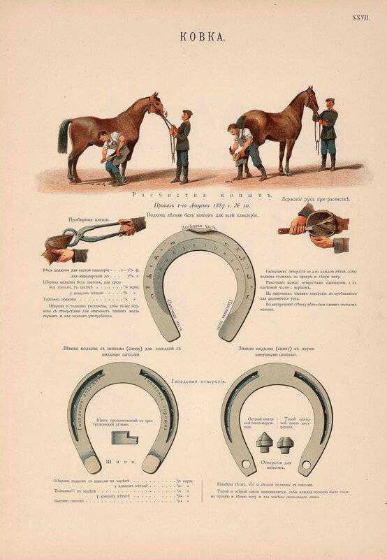 Особенности ортопедической ковки лошадей