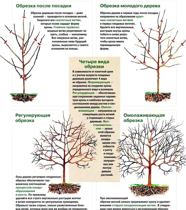 Поделки из веток деревьев — особенности подготовки материала, интересные мастер-классы и фото идеи