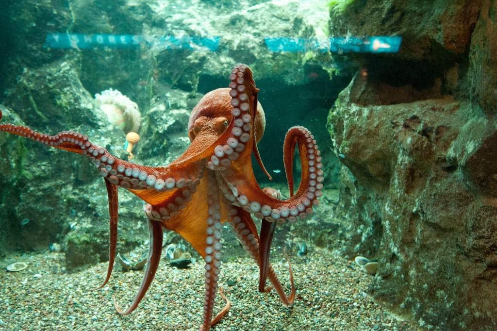 Самый большой осьминог в мире фото размер