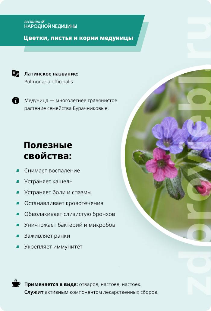 Медуница — «эффектный бурачник»: посадка и уход