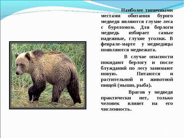 План камчатский бурый медведь