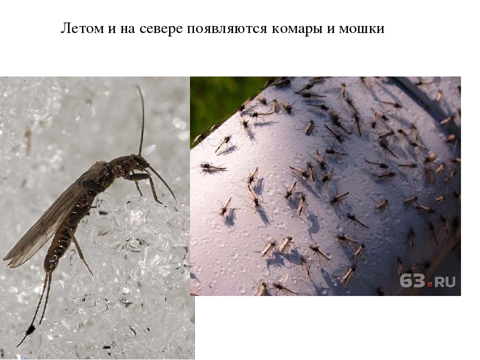 В каком месяце комары. Комары и мошки. Как появляются комары. Стадии развития мошки. Комары зимуют.