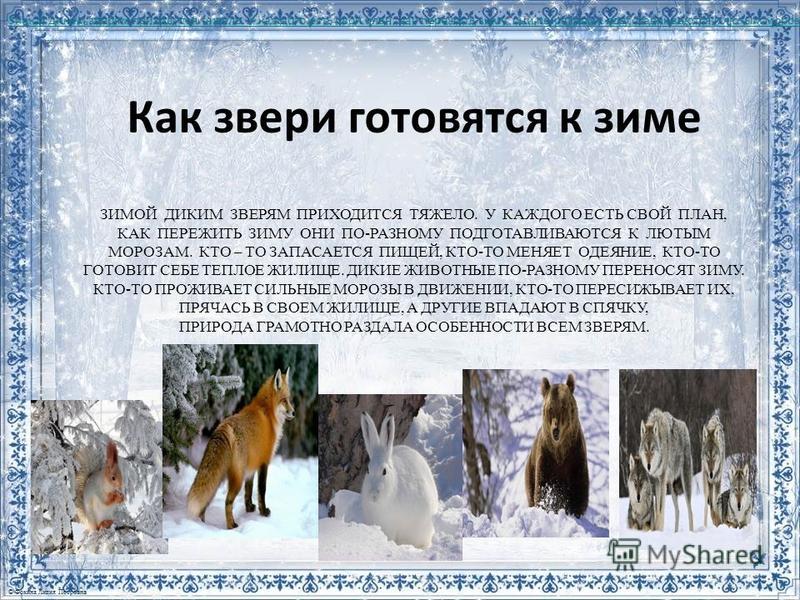 Изменения животных зимой 5 класс биология. Как животные готовятся к зиме. Как звери готовятся к зиме. Дикие животные готовятся к зиме. Подготовка к зиме животных в лесу.