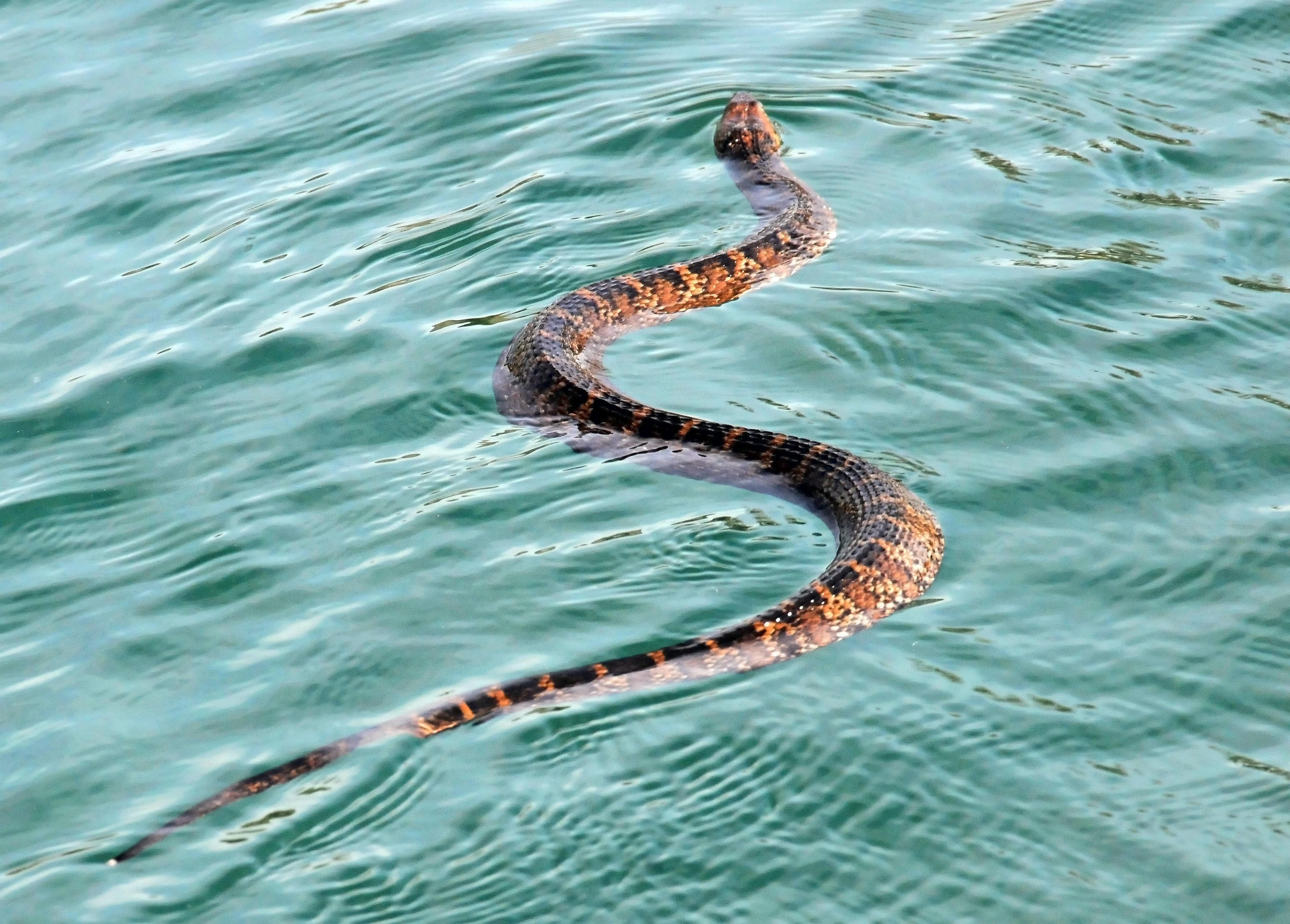 Водяная змейка. Морская змея Белчера. Морской Крайт змея. Морской Крайт плоскохвост. Водяной уж бычколов.