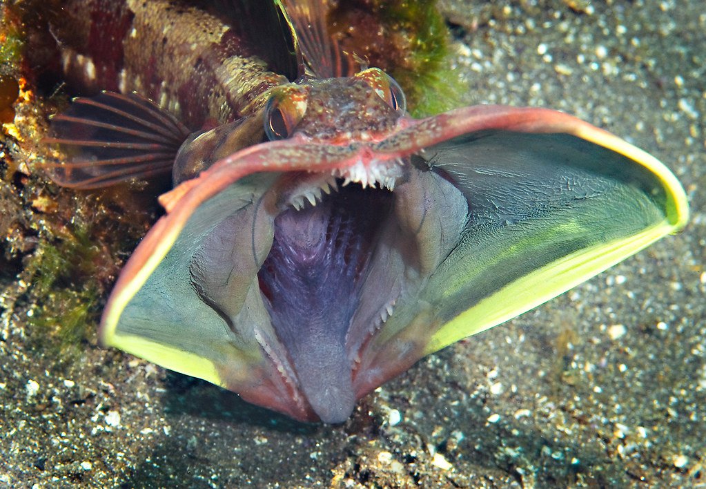 Топ 11 самых странных, уродливых и страшных рыб морей и океанов