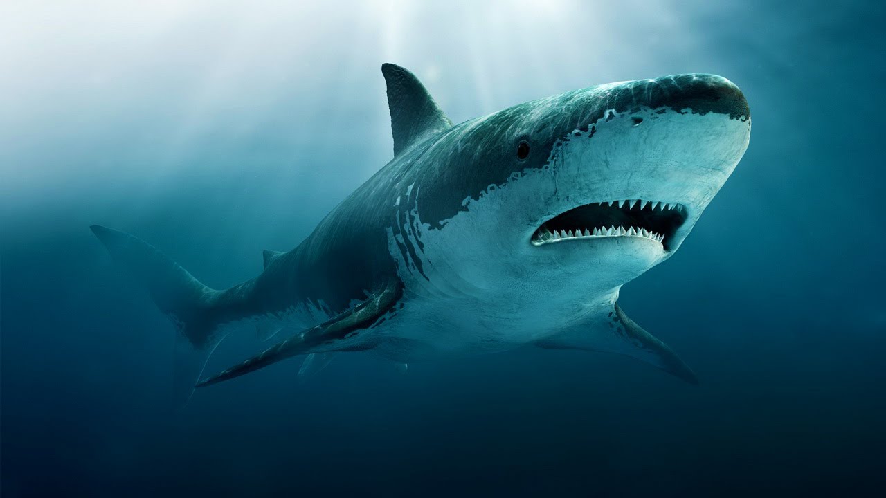 Виды акул. описание, названия и особенности акул | животный мир