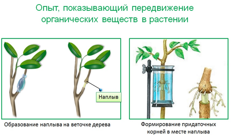 Через сколько появляются корни в воде. Передвижение по стеблю органических веществ. Передвижение органических веществ в растении. Передвижение воды по растению. Передвижение веществ у растений.