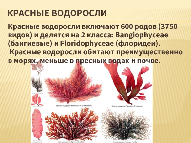 Почему водоросли красные. Красные водоросли багрянки представители. Многообразие водорослей отдел красные водоросли. Красные водоросли багрянки строение. Многоклеточные водоросли каллитамнион.