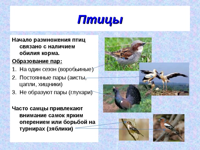 Поведение птиц 8 класс презентация. Поведение птиц. Поведение птиц в период размножения. Размножение птиц. Брачное поведение птиц.