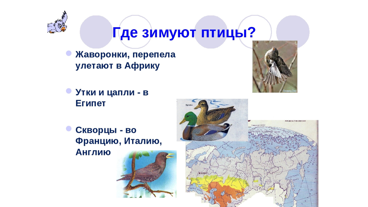 На этих схемах зеленым цветом показаны районы где ласточки и журавли проводят лето желтым цветом
