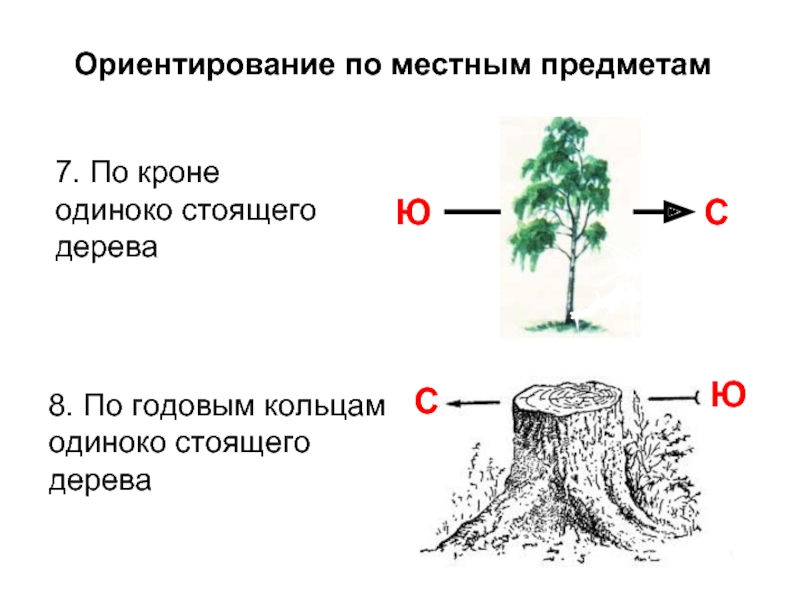 Какое свойство живых объектов иллюстрирует данный рисунок листья растут