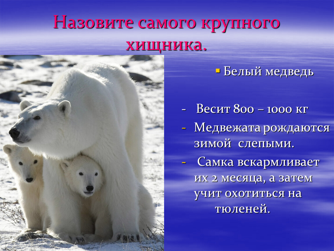 Белые медведи результаты. Рост белого медведя. Вес белого медведя. Белый медведь весит. Белый медведь вес и рост.