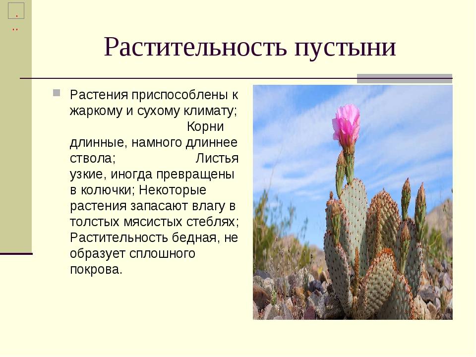 Растения пустыни 5 класс биология. Растения пустыни. Растения которые приспособились. Приспособления растений пустыни. Как растения приспособились к жизни в пустыне.