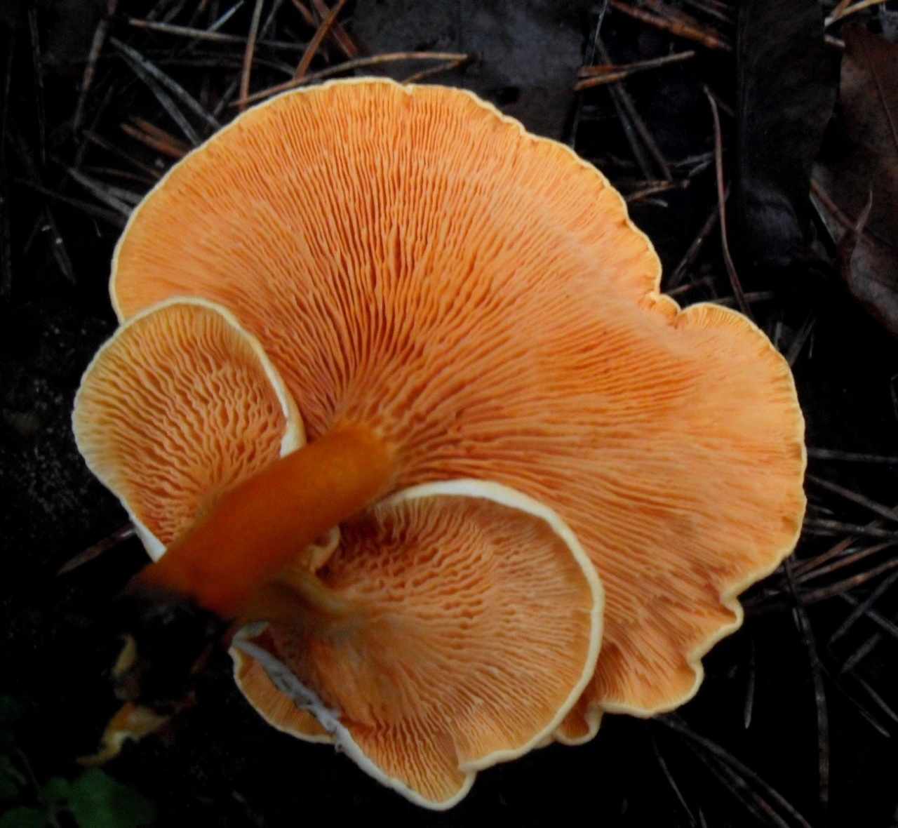 Все отличия гриба ложной лисички от настоящей c фото и описанием