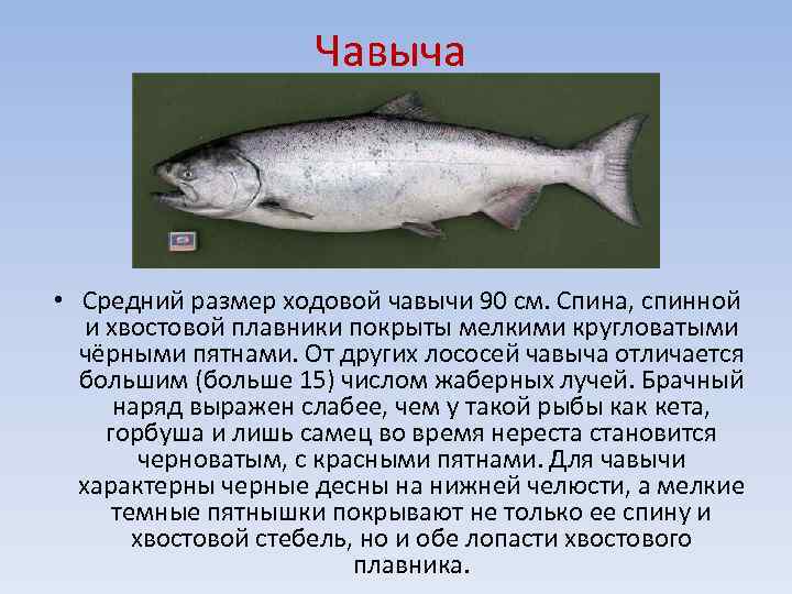 Молочная рыба фото где водится и описание