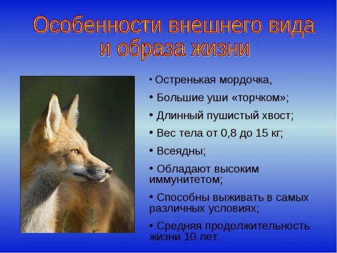 Какую среду обитания освоила лисица обыкновенная. Строение лисы. Признаки лисицы. Особенности строения лисы.