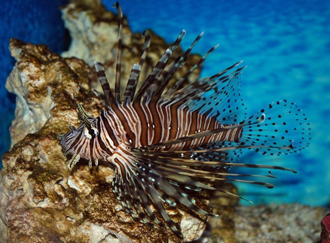 Опасные рыбы красного моря: морской еж, змея, огненный коралл - статья