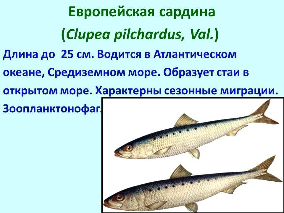 Рыбы тресковых пород: список названий, места обитания, нерест, фото