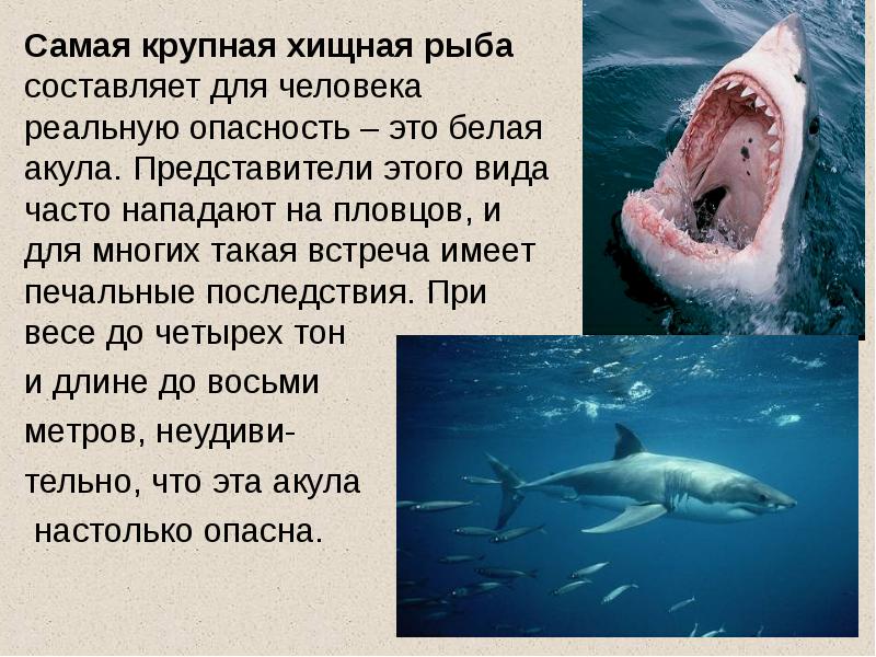 Большая белая акула: очень страшный хищник или людоед?