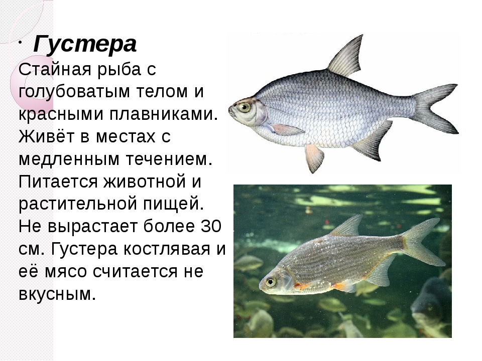 Тунец рыба. описание, особенности, виды, образ жизни и среда обитания тунца | живность.ру