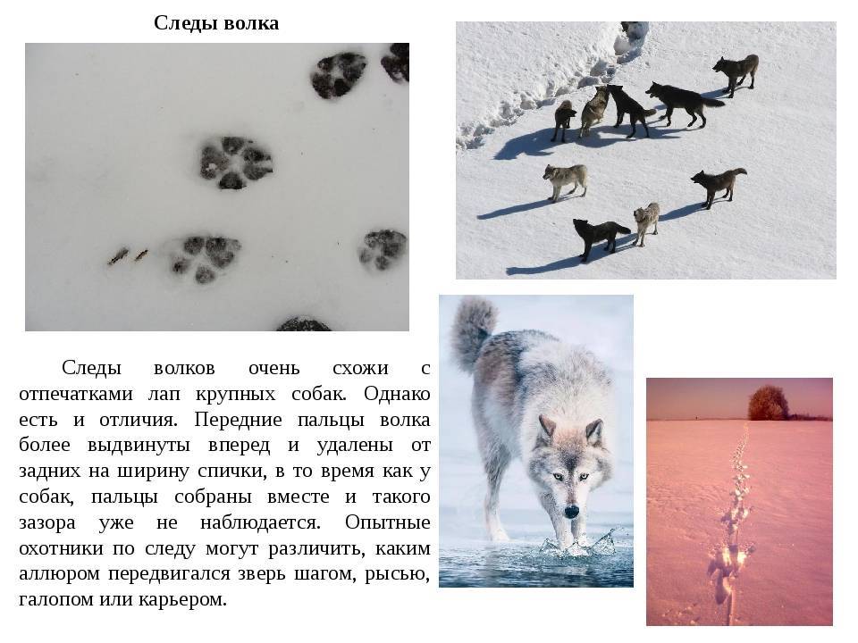 Как отличить следы. Отличие следа волка от следа собаки. Следы волка и собаки отличие на снегу. След волка. Следы собаки на снегу.