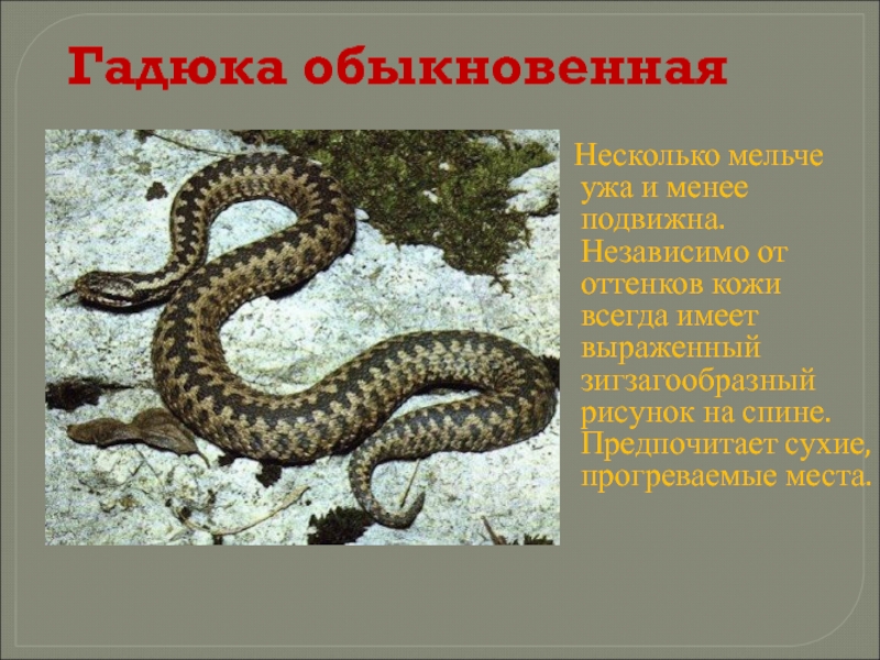 Ядовитые змеи россии