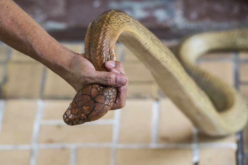 Ребенок держит змею. Змея Handmade. Зачем люди держат змей дома.