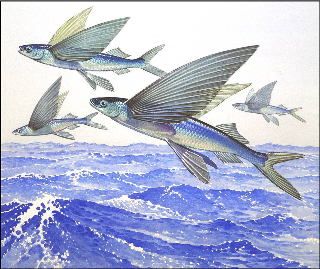 Крылья летучей рыбы. Четырехкрылая летучая рыба. Летучая рыба пятнистая Стрижехвост. Рыба летун. Летающая рыба.