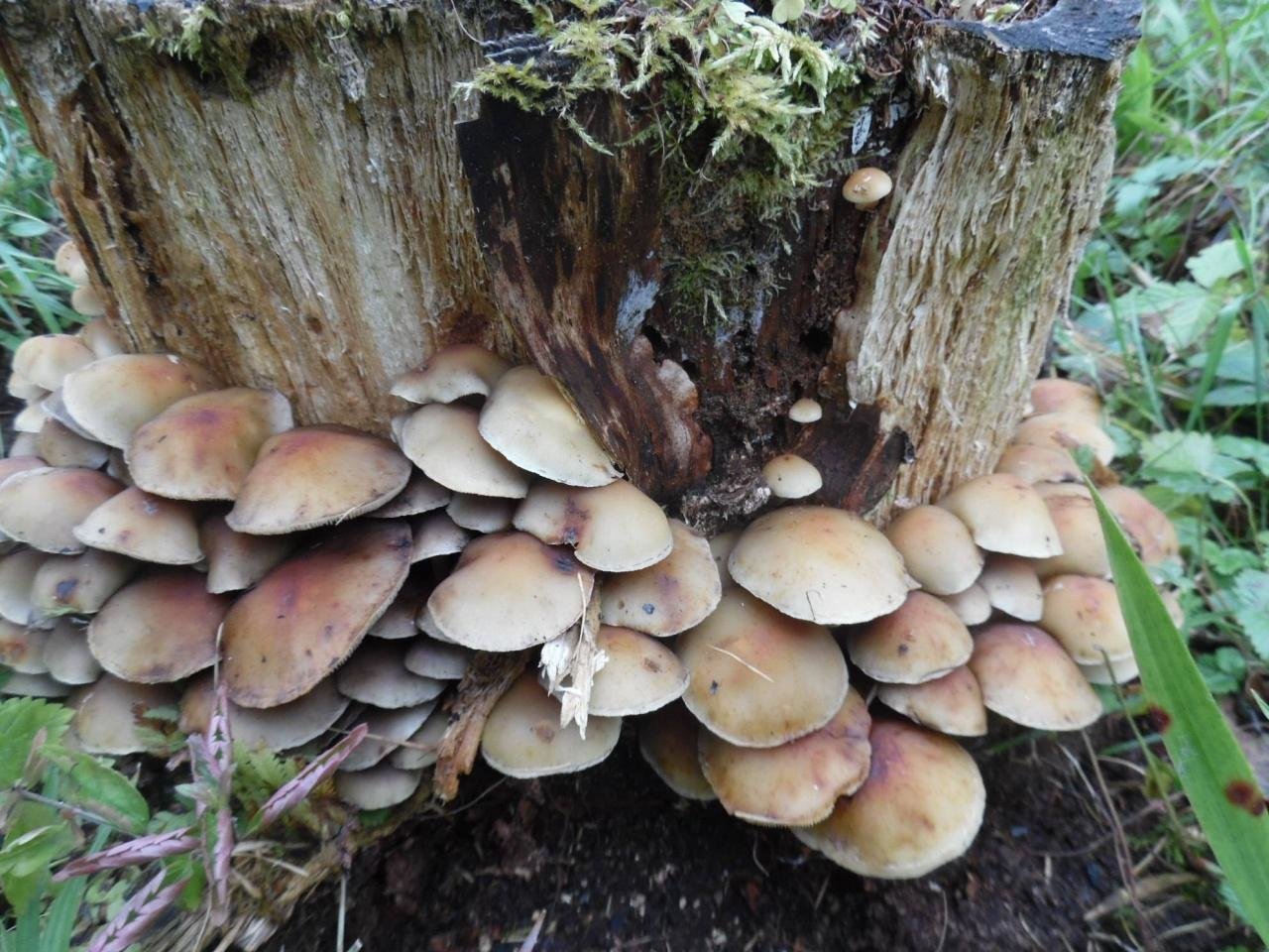 Опёнок ложный серопластинчатый (hypholoma capnoides) – грибы сибири