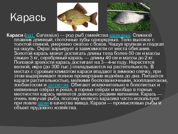 Пресноводные рыбы, их виды, названия, особенности и среда обитания