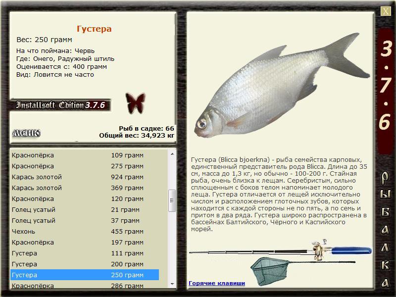 Рыба пелядь (сырок) фото и описание