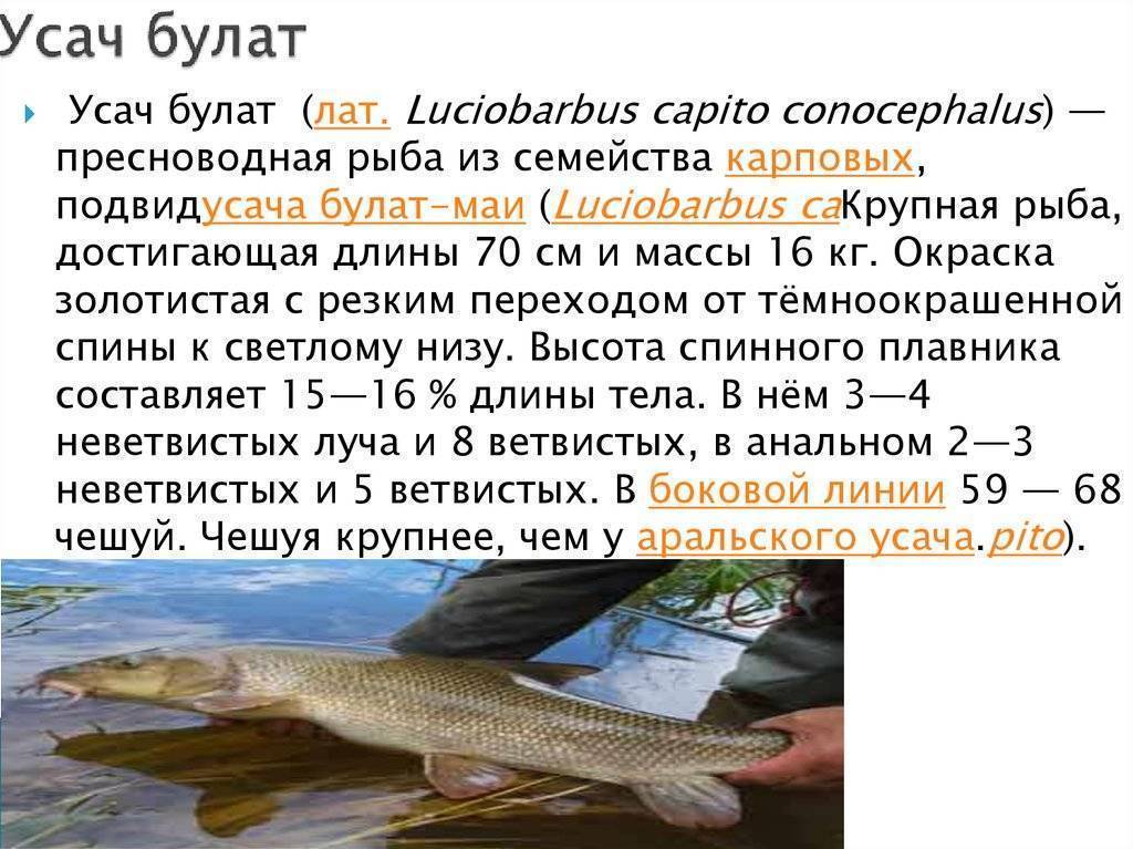 Список речной рыбы с названиями, фото и описанием