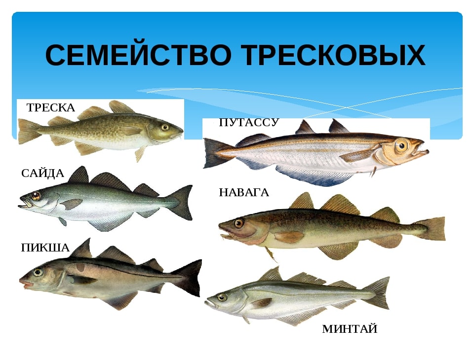 Треска рыба. описание, особенности, виды, образ жизни и среда обитания трески | живность.ру