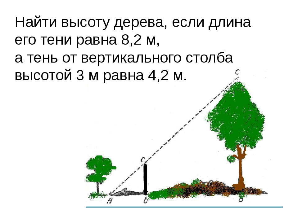 Тень земли высота. Найдите высоту дерева. Измерение высоты дерева. Измерение высоты предмета задача. Как определить высоту дерева.
