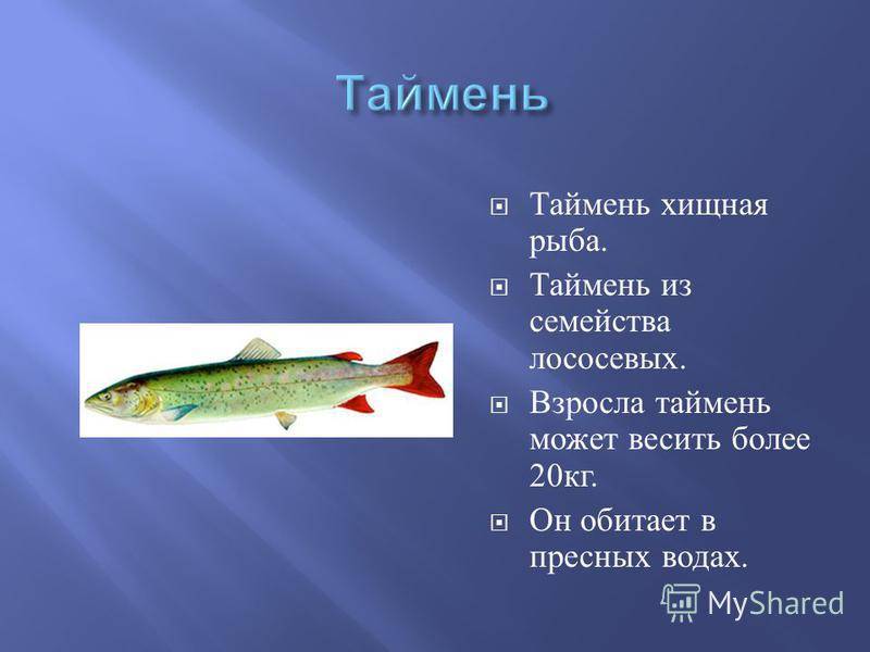 Рыба таймень: как выглядит, где и на что ее ловить зимой, весной, летом и осенью и лучшие блесна для ловли со льда, ночью или днем
