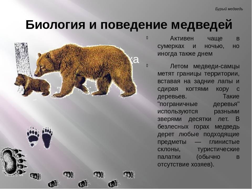 Бурый медведь тело